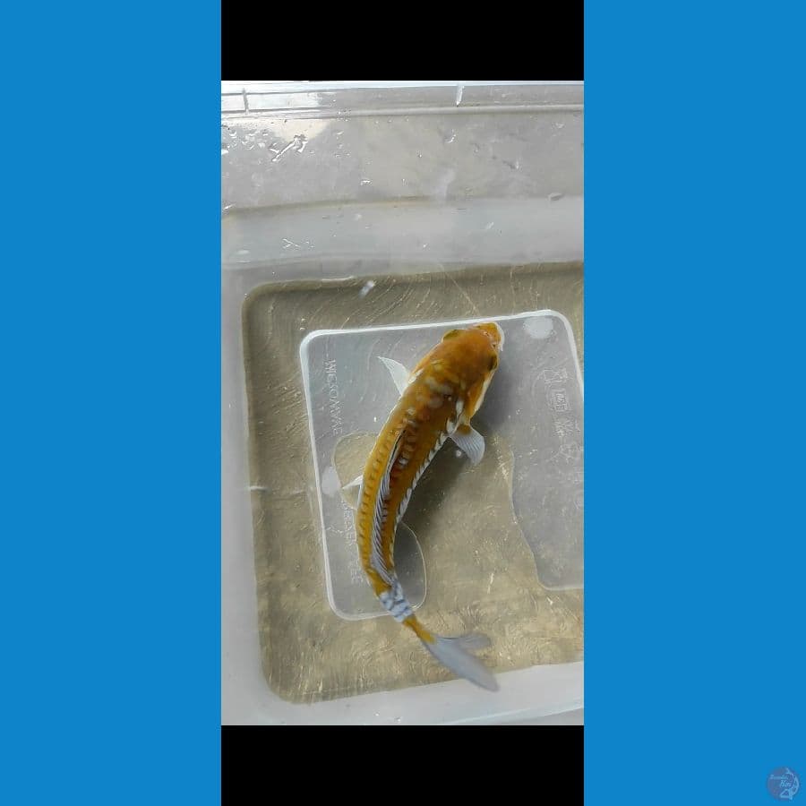 antik 16cm aragoke