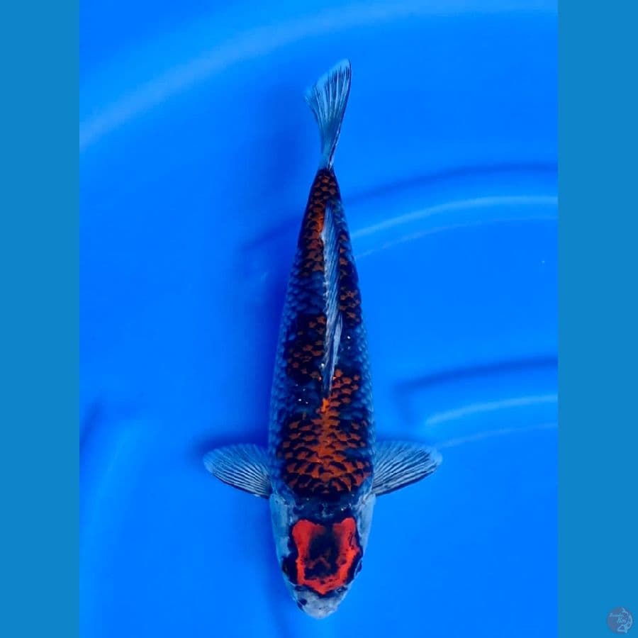 kura gosiki 35cm