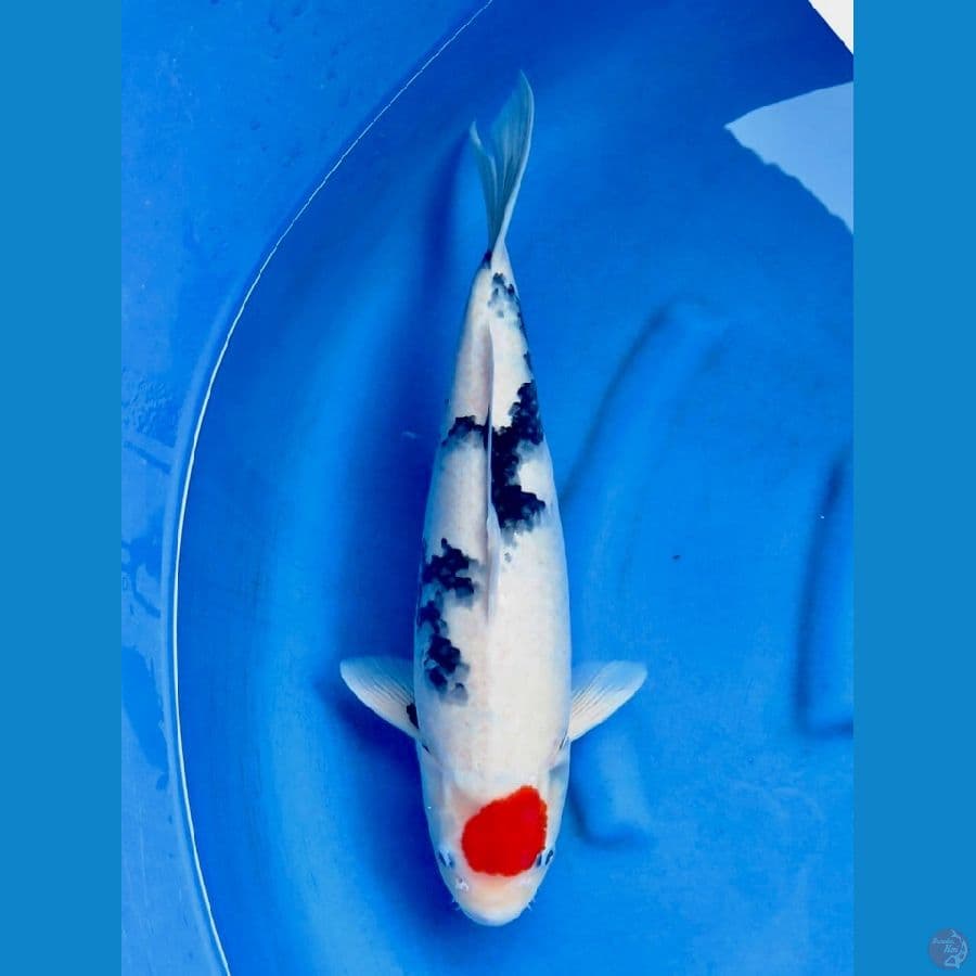 tancho showa 46cm