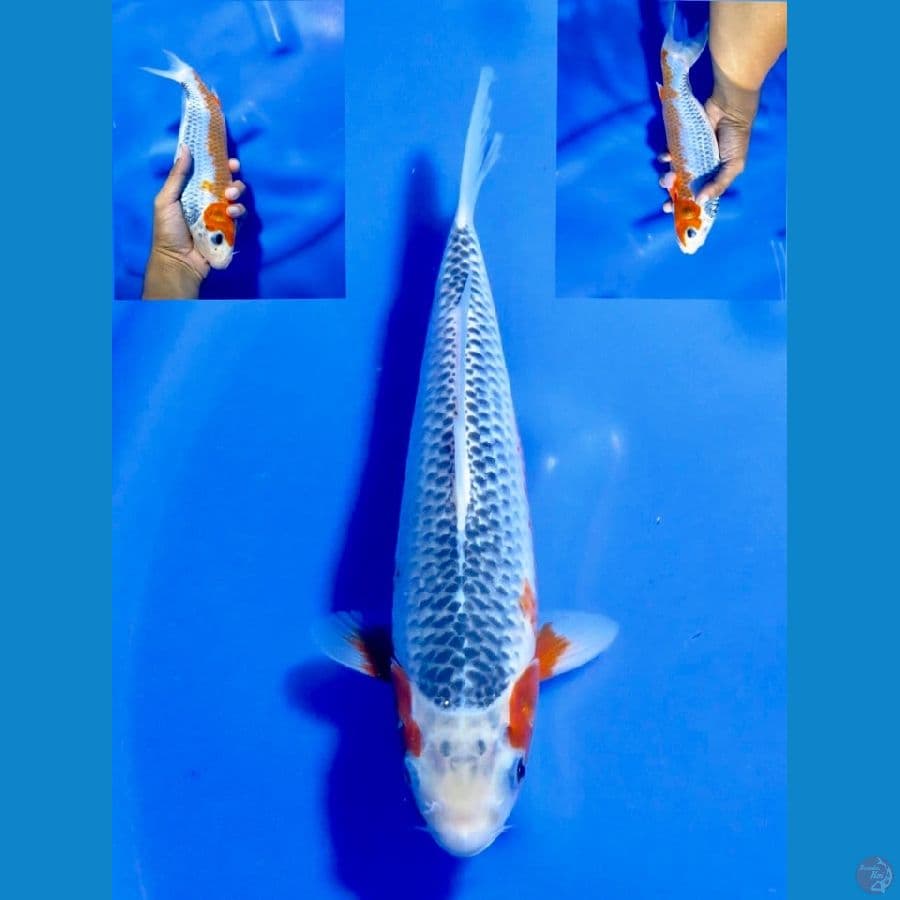 Asagi kepala bersih 28cm