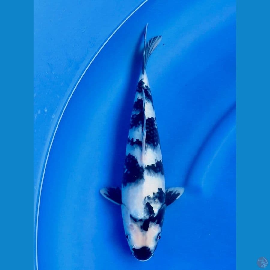 siro 35cm