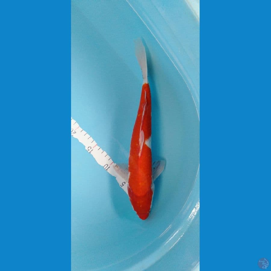 Kohaku 36cm