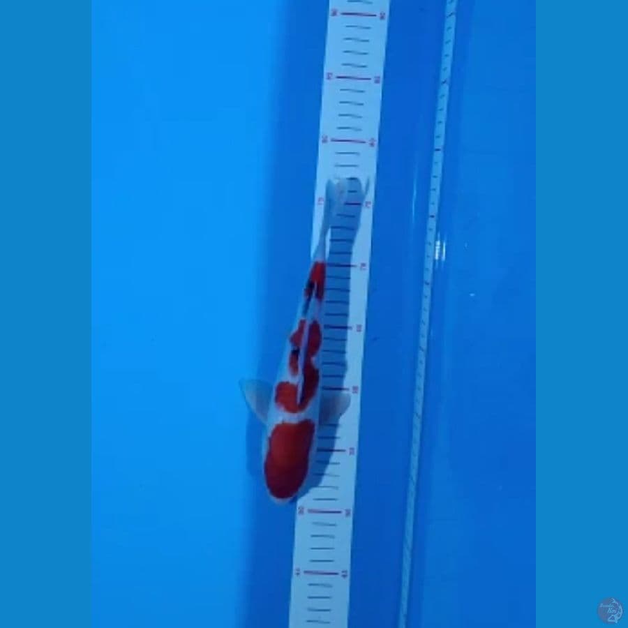 sanke 28cm