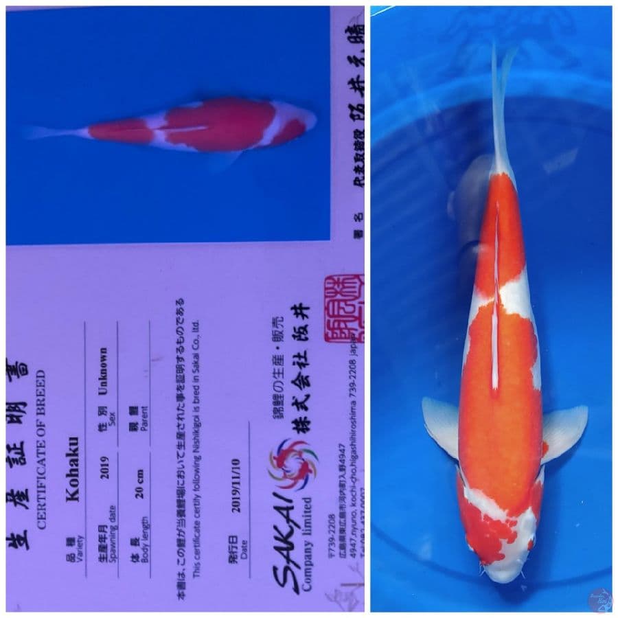 Kohaku Sakai 45 cm Jantan serty Breeder