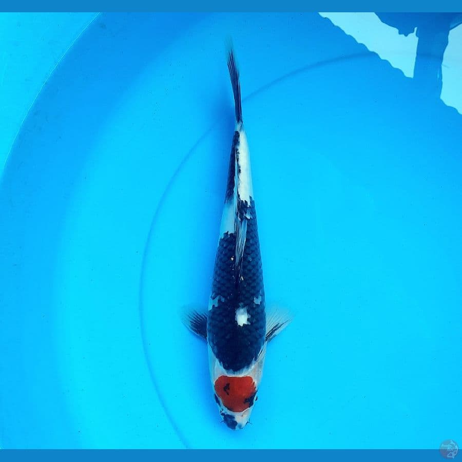 Tancho showa 30cm male