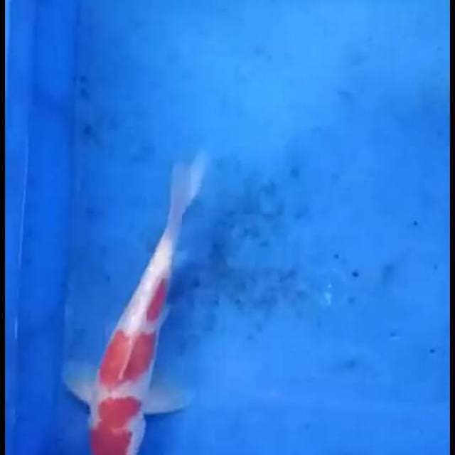 Kohaku ginrin full 24cm
