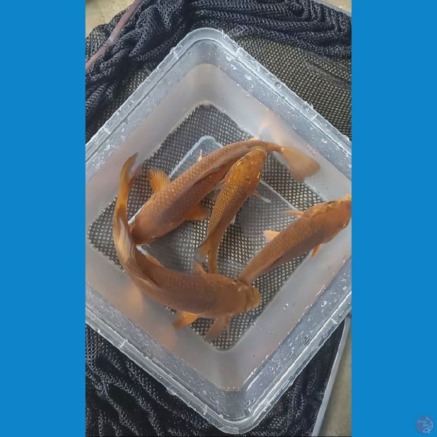 Baby Tembaga 15-20cm