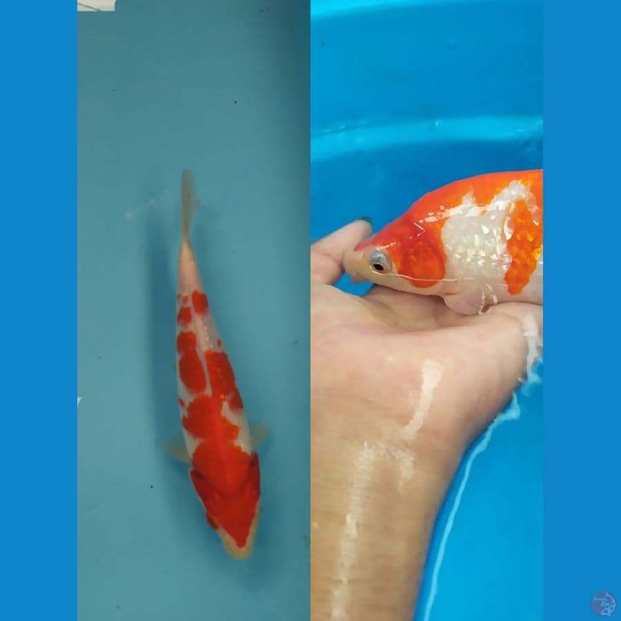 kohaku ginrin bulky