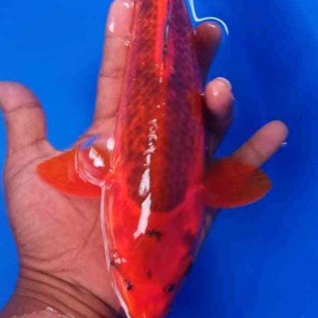 Matsuba merah merona