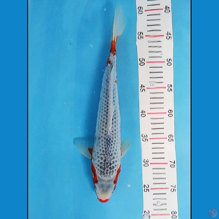 ASAGI 37 CM
