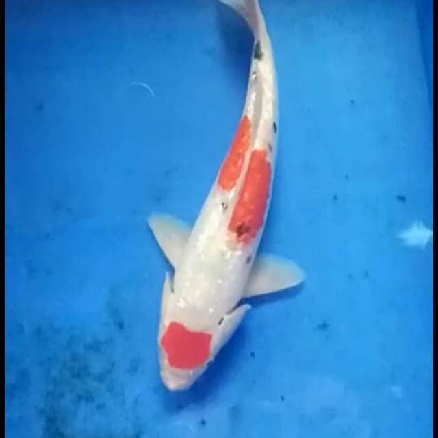 Maruten sanke ginrin 29cm