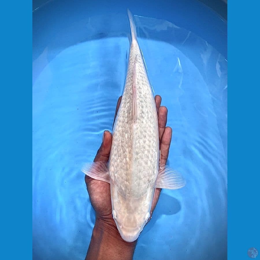soragoi fulll ginrin 36cm