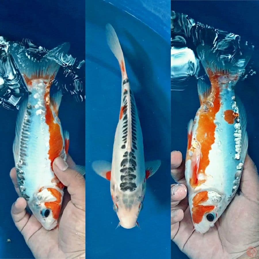 Hanna Shusui 25 cm