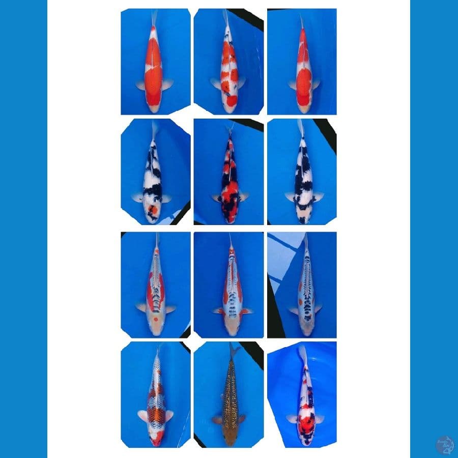 Koi Import Jepang (Breeder Certified) Paket 12 Ekor Super 35-62cm