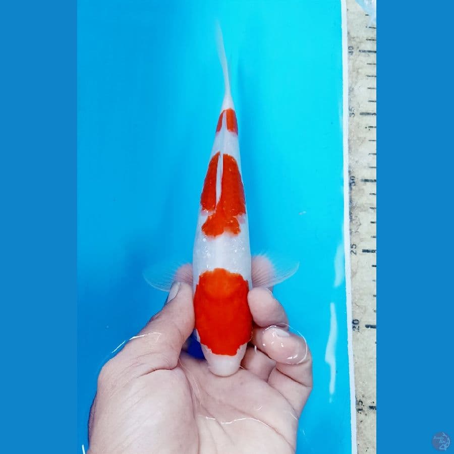 Kohaku 23cm