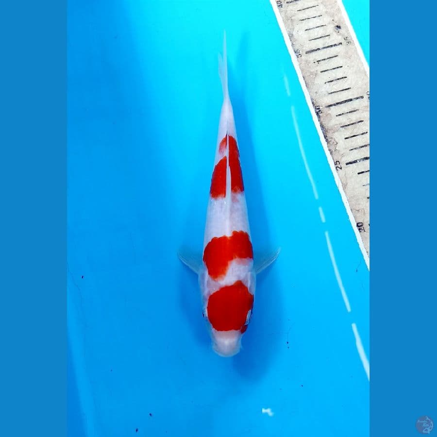 Kohaku 23cm