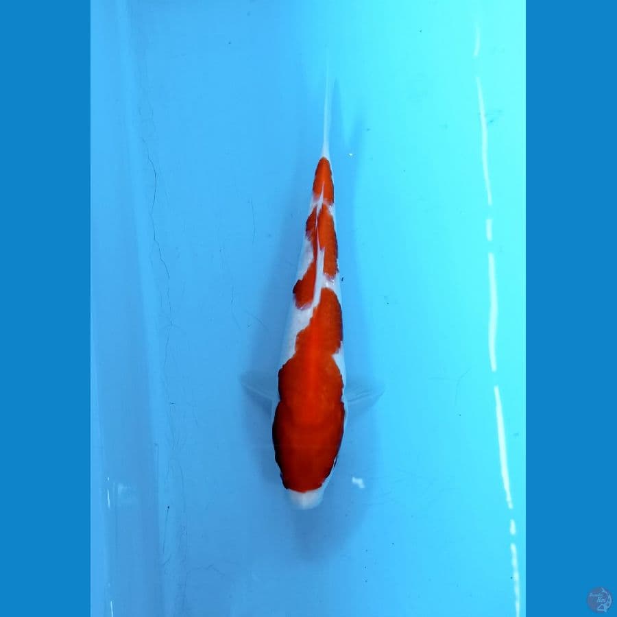 Kohaku 20cm