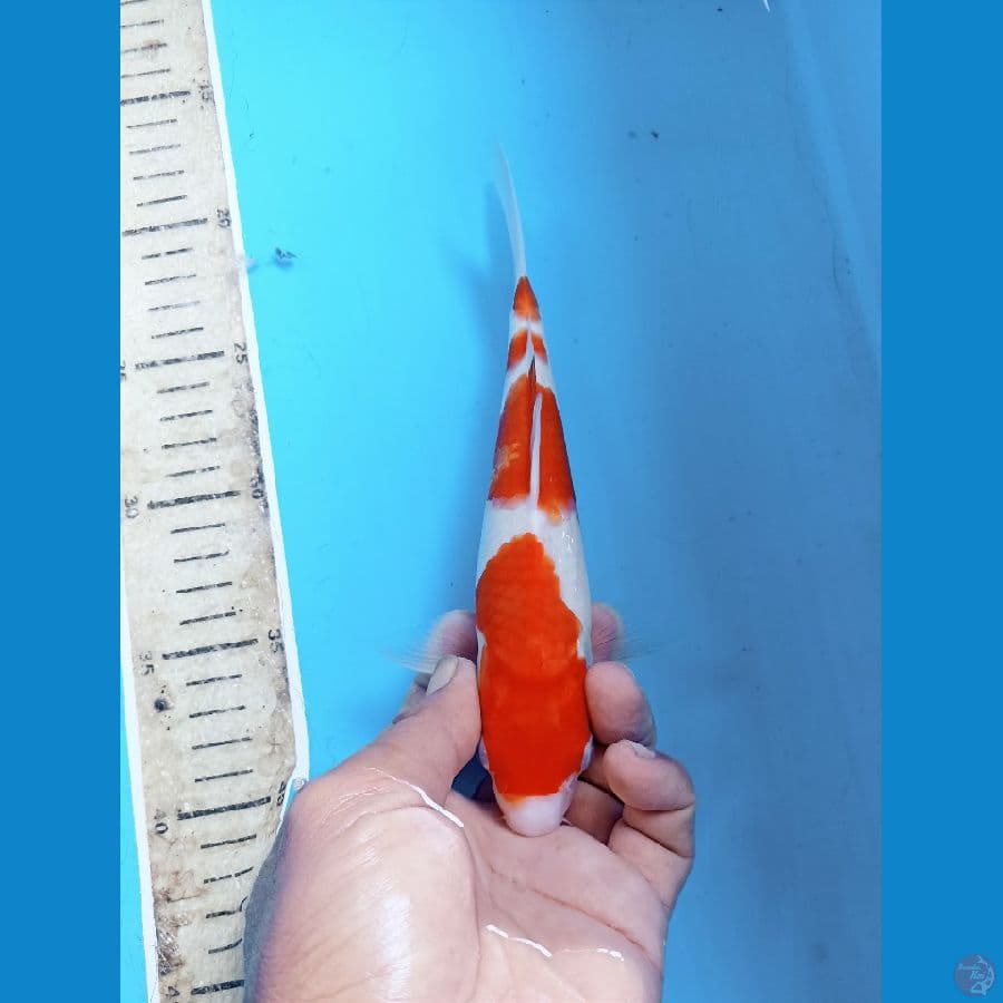 Kohaku 22cm