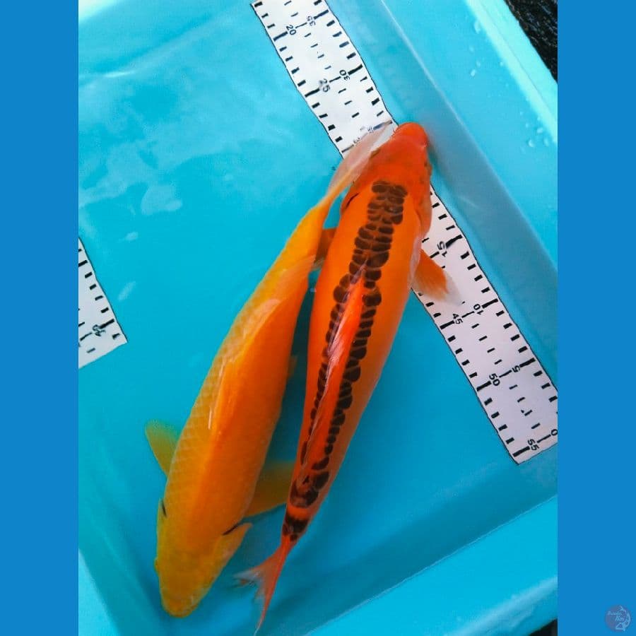 mix 34-36cm