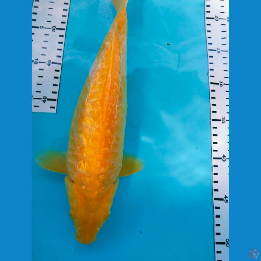 karasi sisiknaga ginrin 33cm