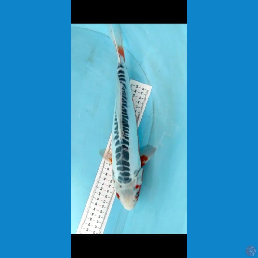 shusui 35cm