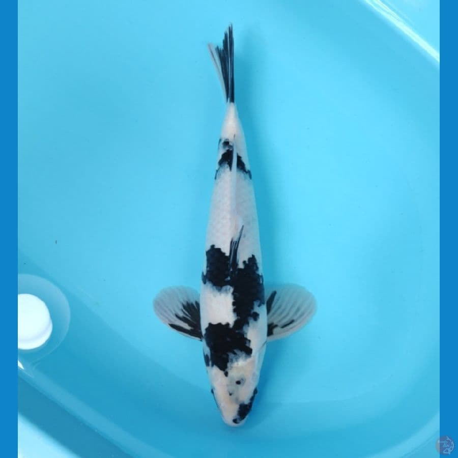 SHIRO HQ 43 CM - MALE