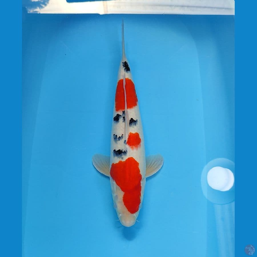 SANKE 43 CM - FEEMALE