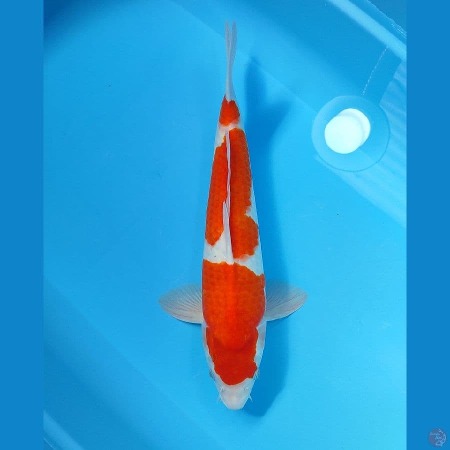 KOHAKU HQ 43 CM - MALE