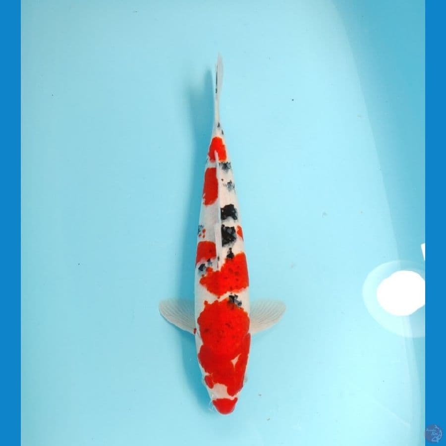 SANKE TATEGOI 37 CM - MALE