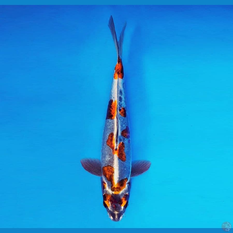 TENJIN 1 ~ Beni KikoKuryu 35 cm/male ™