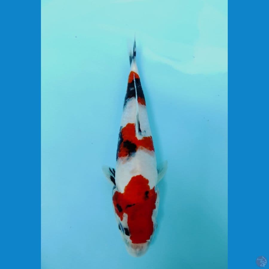 26cm