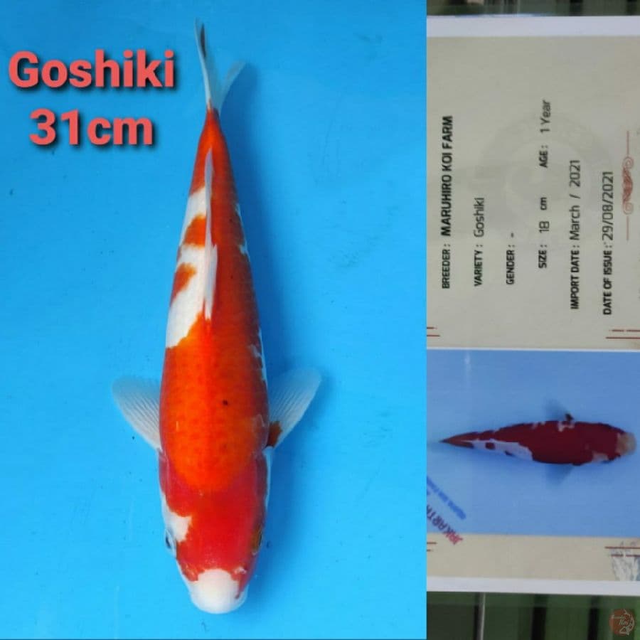 MARUHIRO GOSHIKI 31CM
