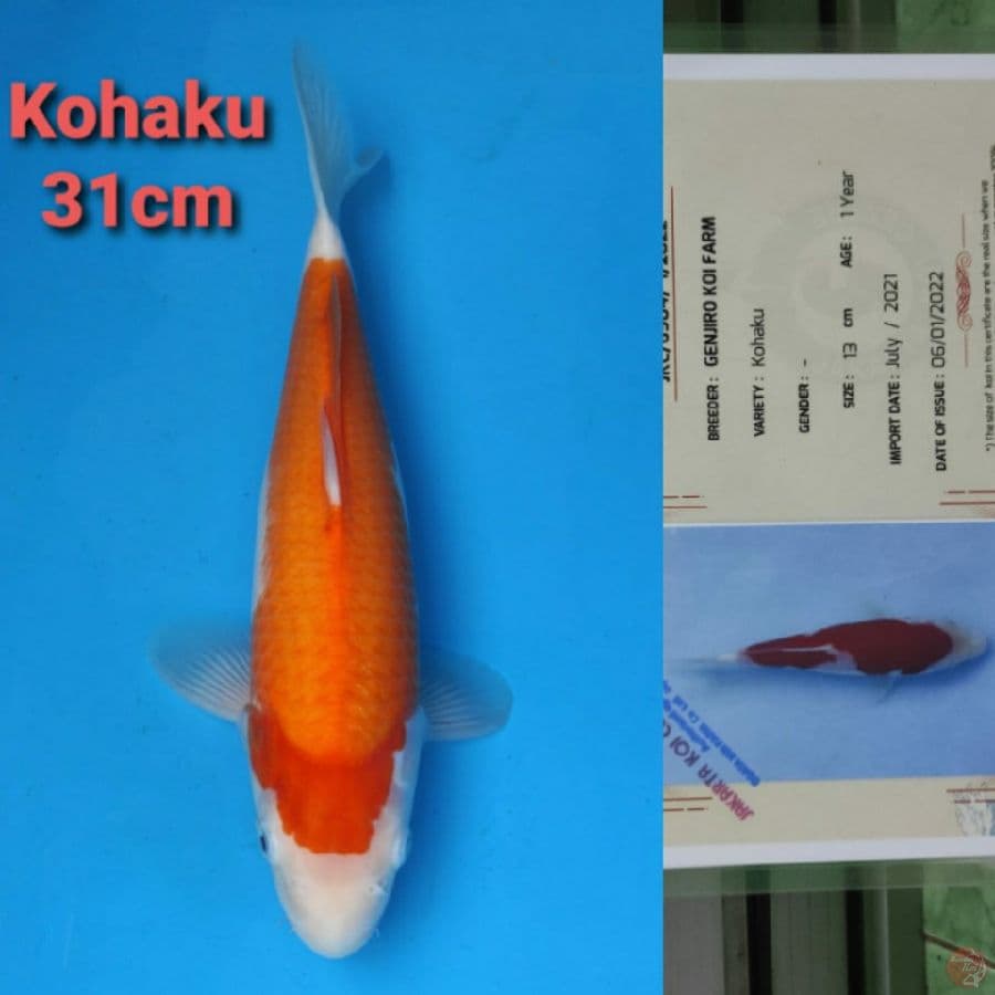 GENJIRO KOHAKU 31CM SERTI