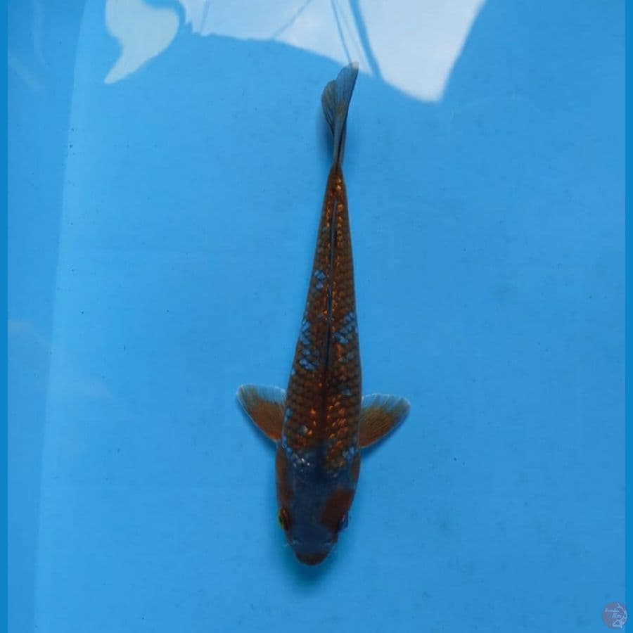 ochiba ginrin 24 cm