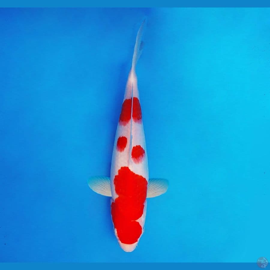 HANA 3 - Kohaku 24 cm/male ®