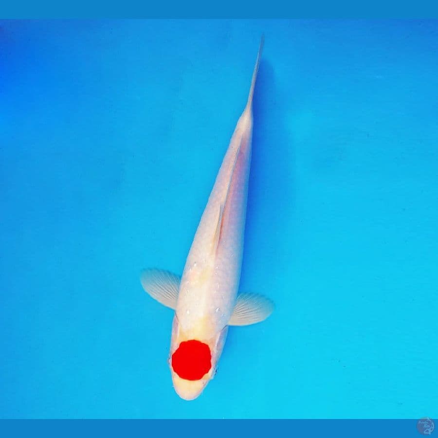 HANA 5 - Tancho 26 cm/male ®
