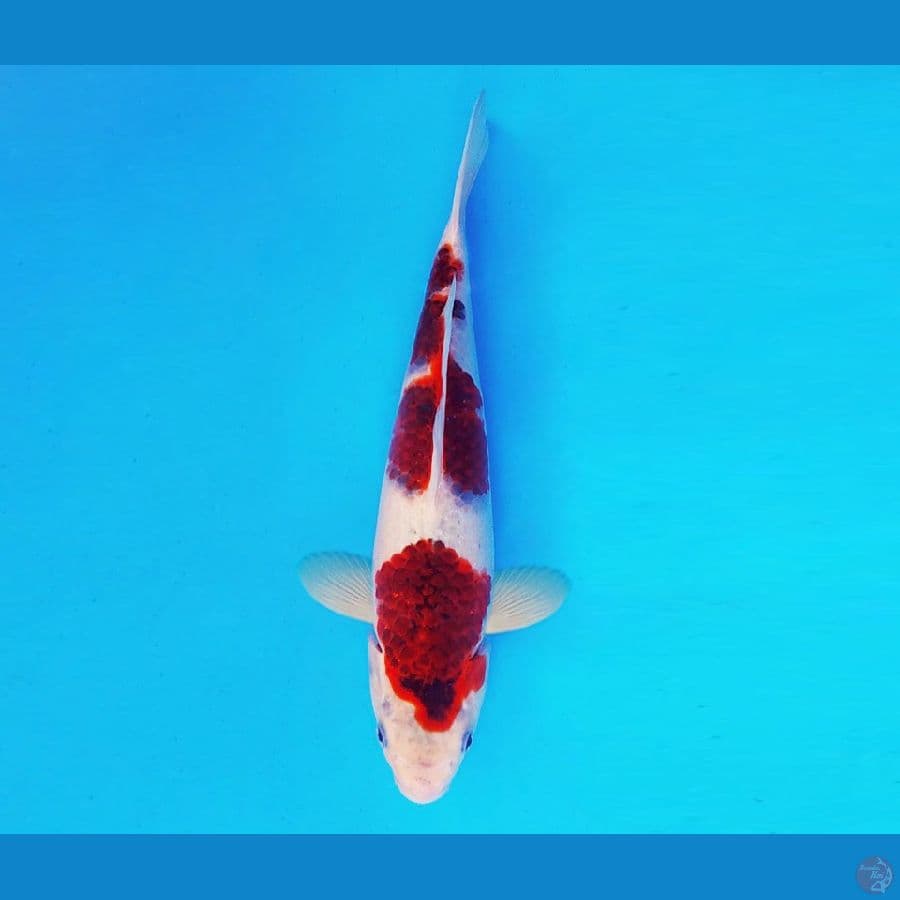 HANA 6 - Goromo 27 cm/male ™