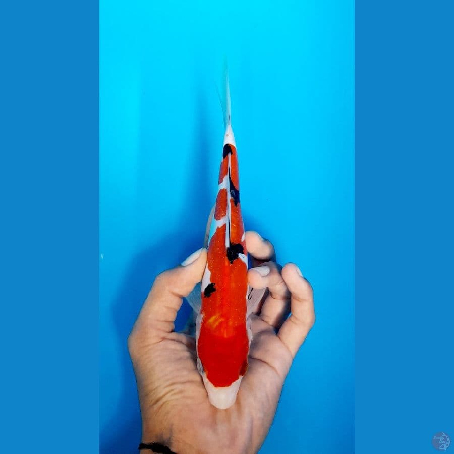 sanke doitsu 21cm