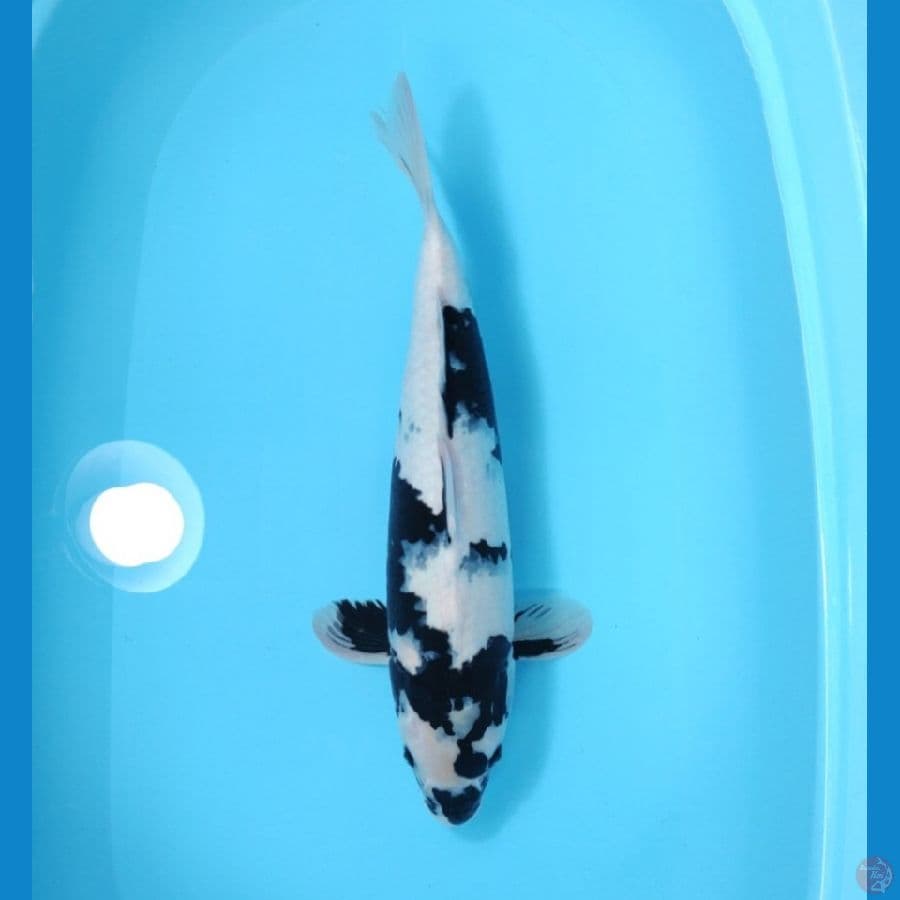 SHIRO 44 CM - FEEMALE