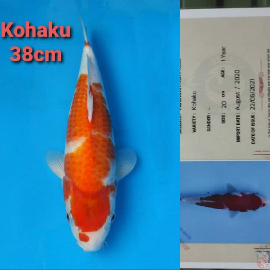 HOSHIKIN KOHAKU 38CM SERTI