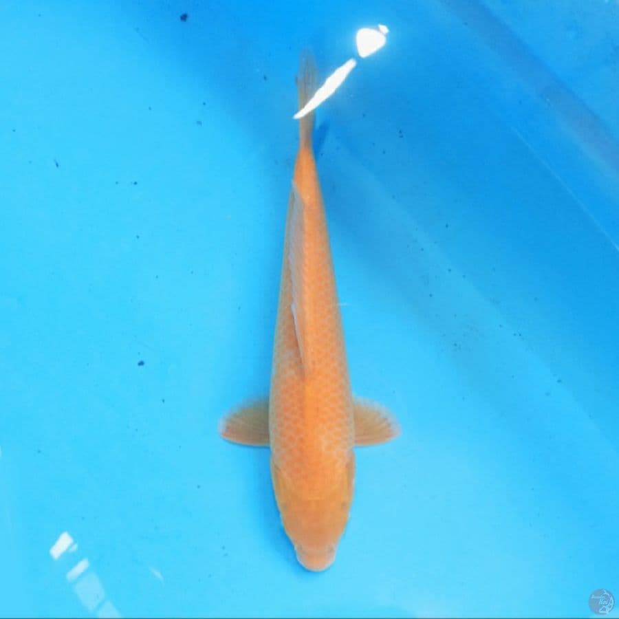 Karashi 30 cm