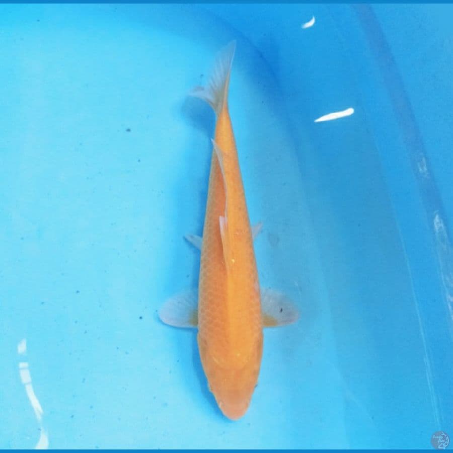 Karashi 30 cm