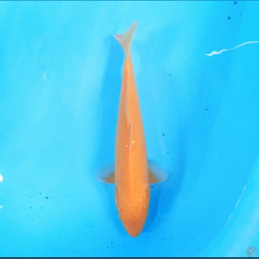 Karashi 29 cm