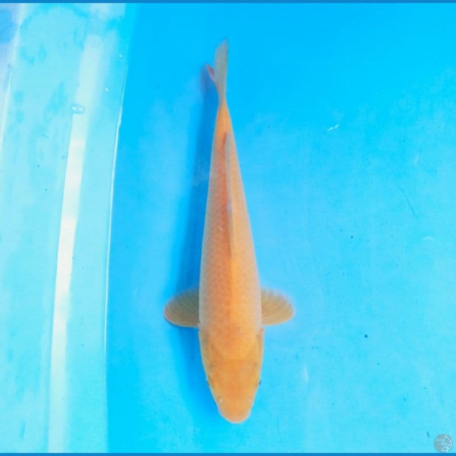 Golden Corn 28 cm