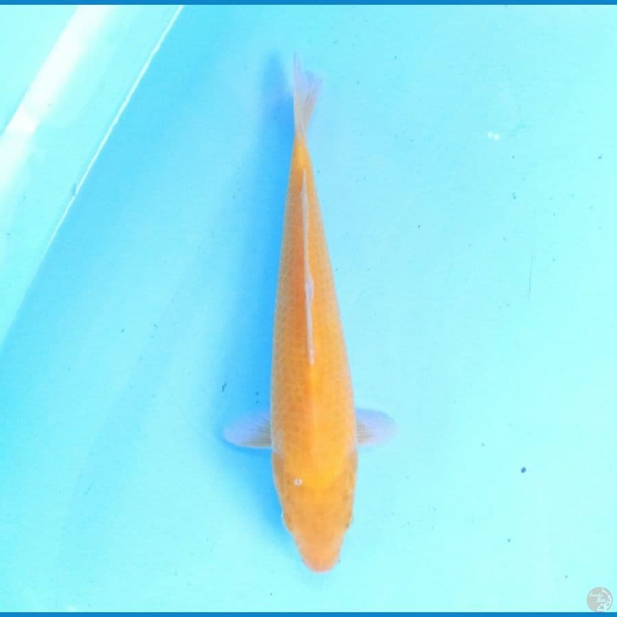 Golden Corn 26 cm