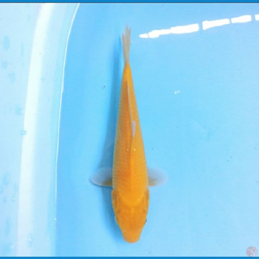 Golden Corn 25 cm