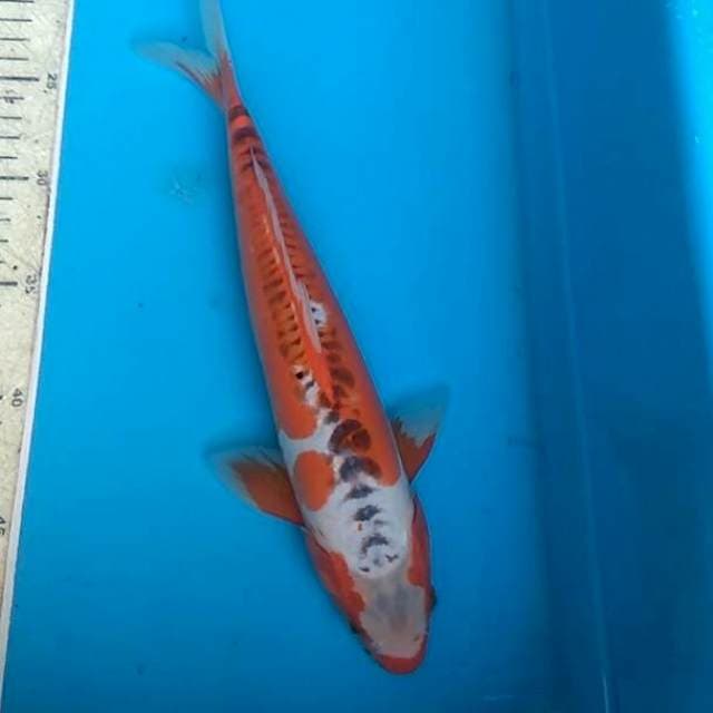 Shusui 33cm