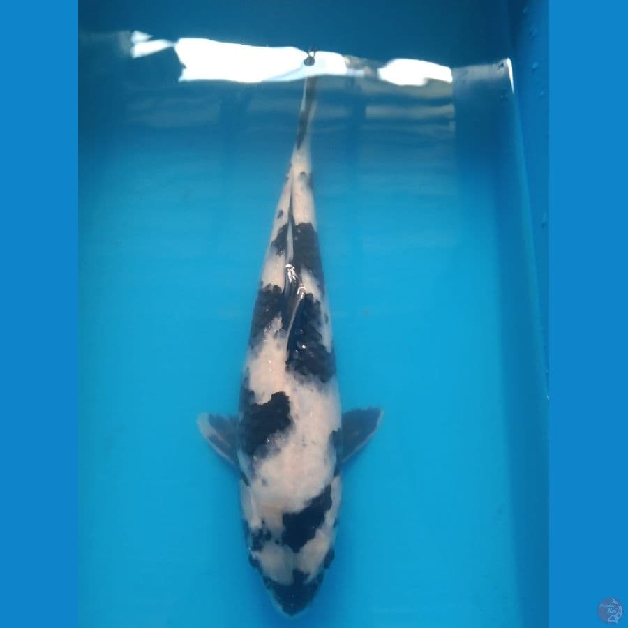 Shiro Utsuri 32cm