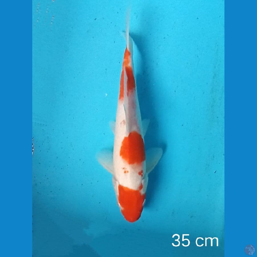 kohaku 35 cm