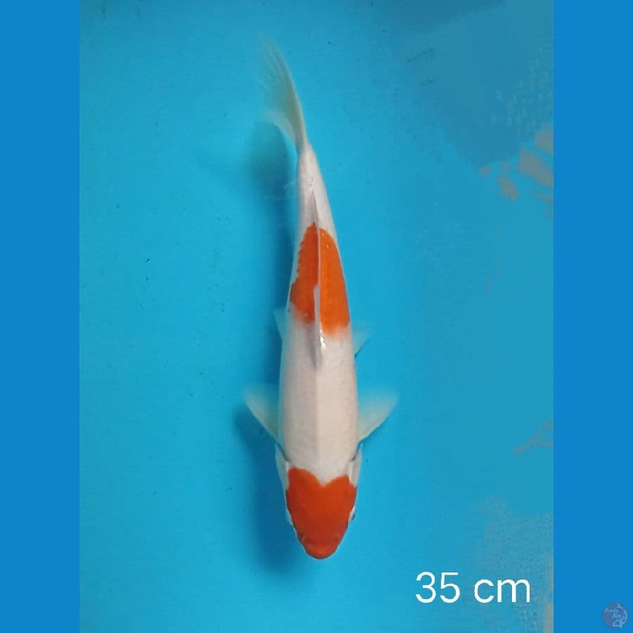 kohaku 35 cm